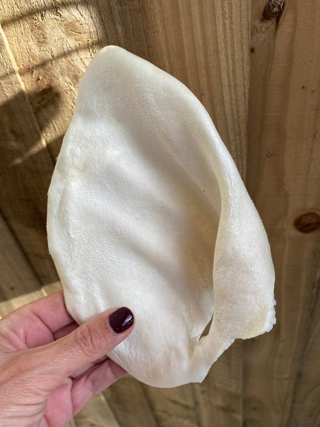 Puffed Pig Ear
