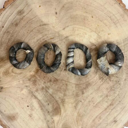 Fish Donut