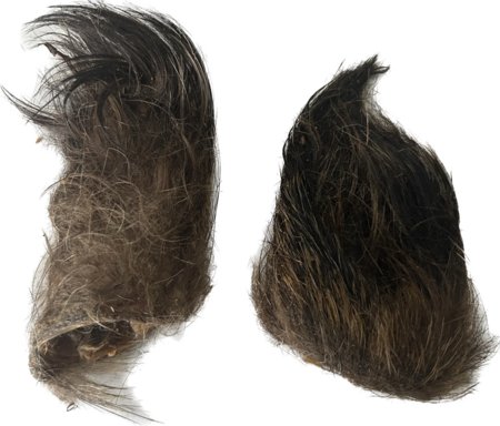 Hairy Wild Boar Ear