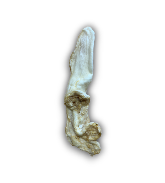 Rabbit Ears (Puffed)
