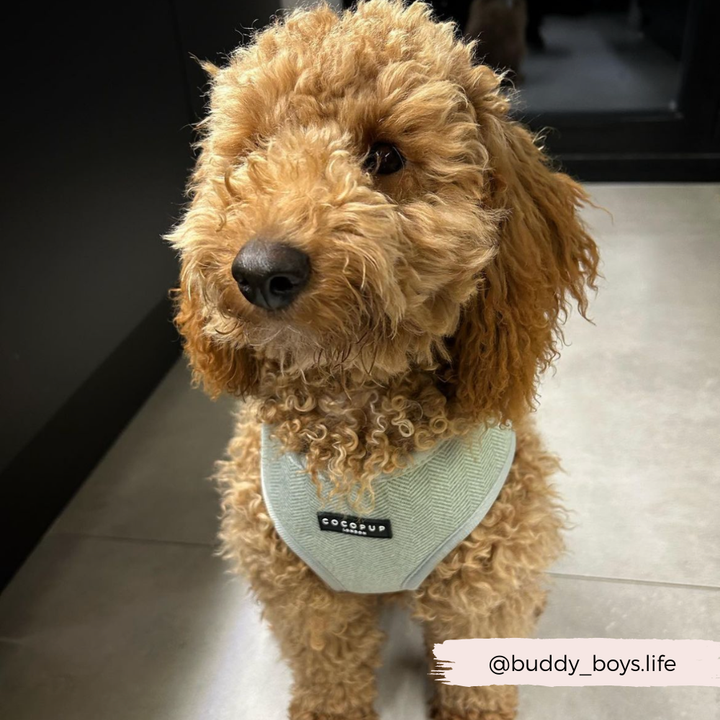 Sage Tweed Adjustable Neck Harness