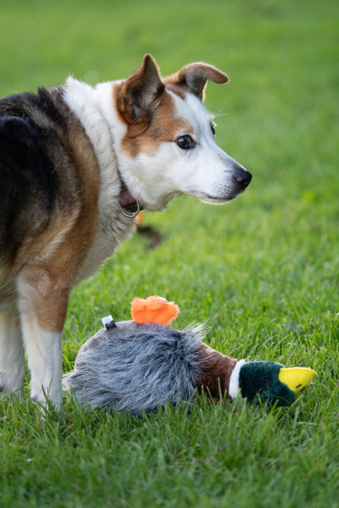 Honking Duck Toy