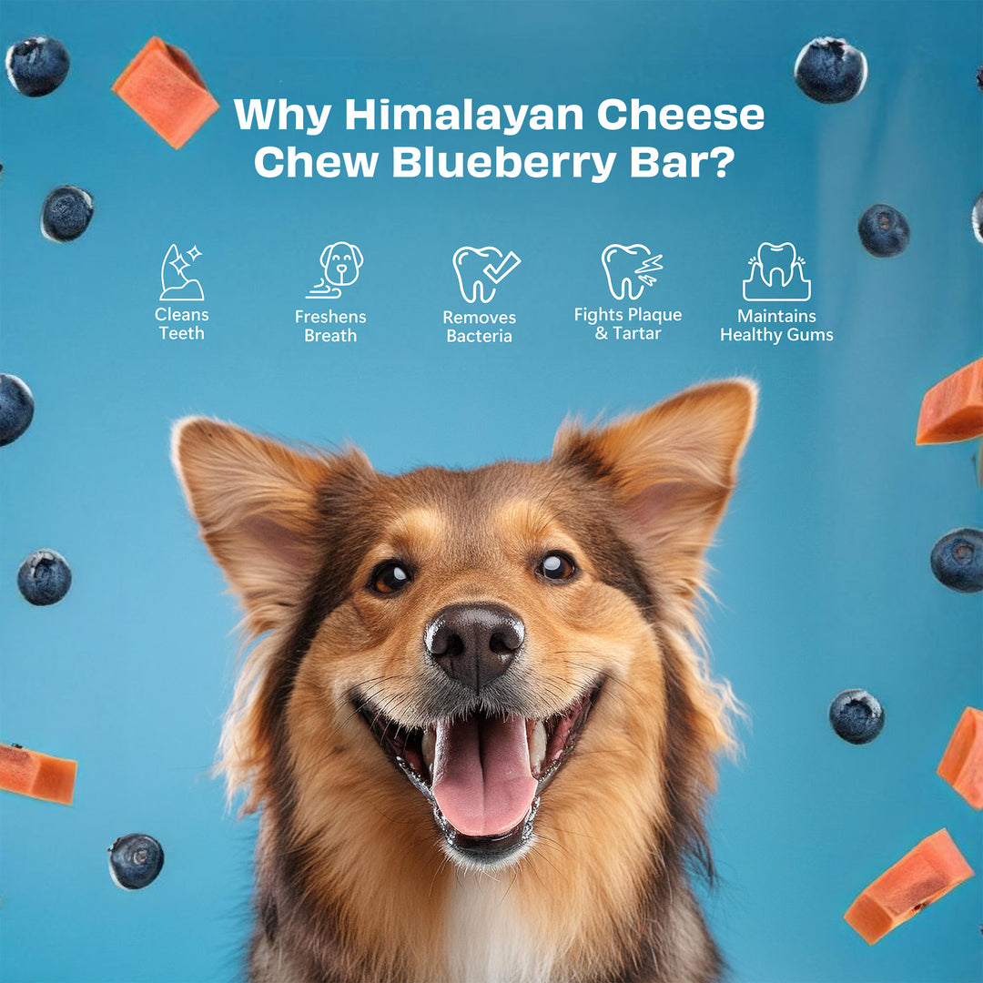 Pawfect Himalayan Cheese Chew Blueberry (Large)