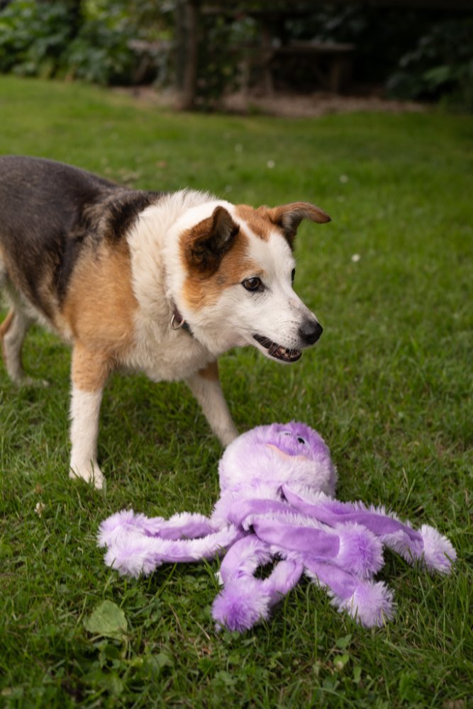 Orla Octopus (medium)