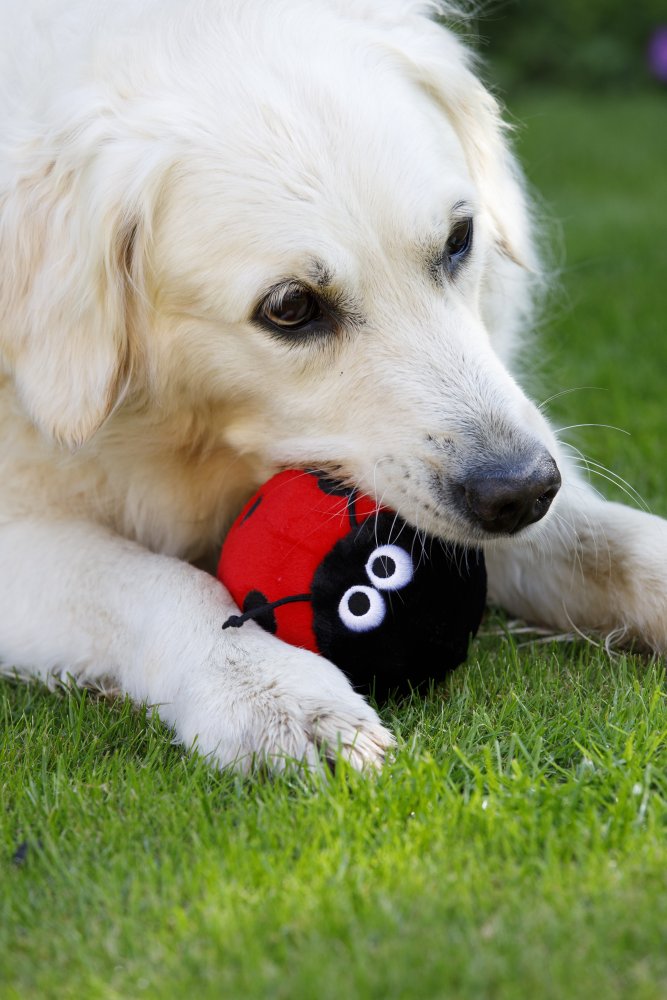 Lindy Ladybird Toy