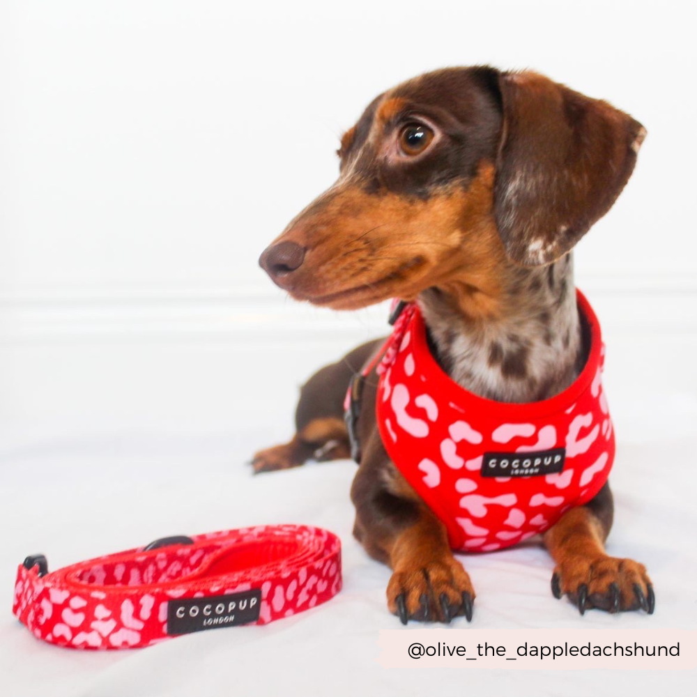 Cocopup Red & Pink Leopard Lead