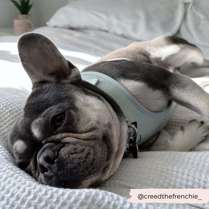 Sage Tweed Adjustable Neck Harness