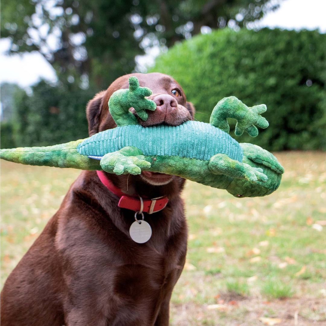 Cuddle Lizard