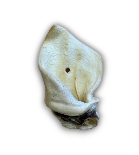 Anco Naturals Meaty Cow Ear
