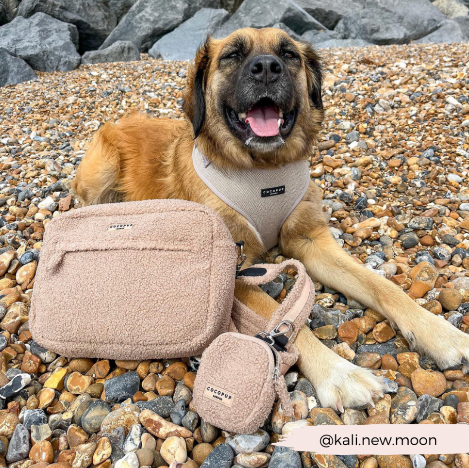 Cocopup Treat Pouch - Teddy Rupert