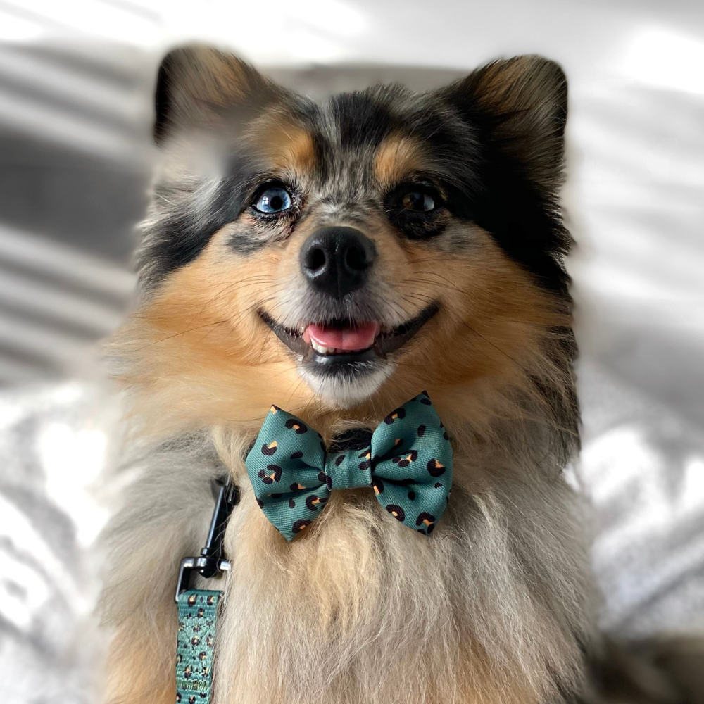 Cocopup Khaki Leopard Bow Tie