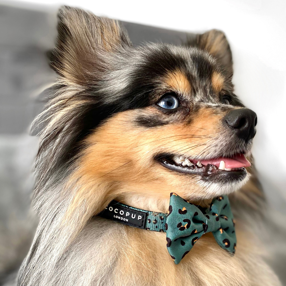 Cocopup Khaki Leopard Bow Tie