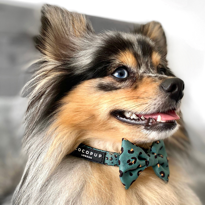Cocopup Khaki Leopard Bow Tie