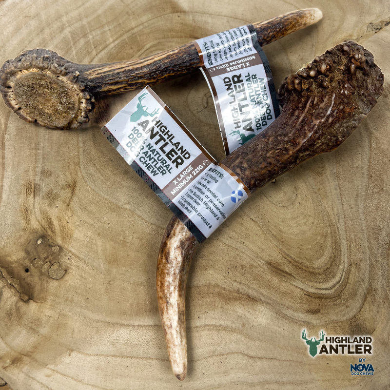 Highland Antler Extra Large (min. 221g)