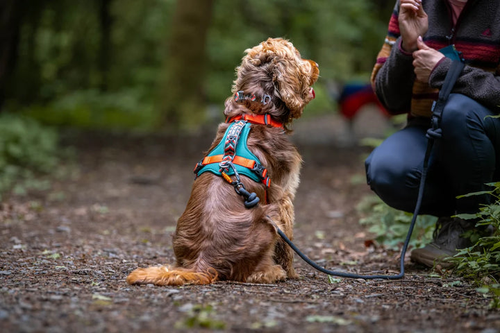 Fell Dog Nevis Harness (Forest & Red Tarn)
