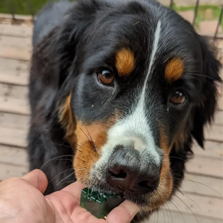 Lulu's Kitchen Spinach & Green Spirulina Superfood Doggy Jelly 100g