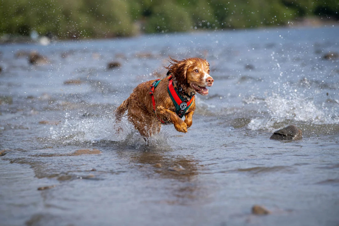 Fell Dog Nevis Harness (Forest & Red Tarn)