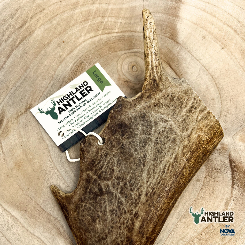 Fallow Deer Antler Large (min 150g)