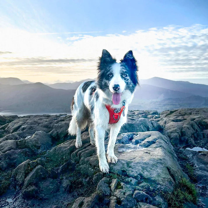 Fell Dog Helvellyn Harness