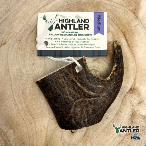 Highland Antler Fallow Antler (medium 75-150g)
