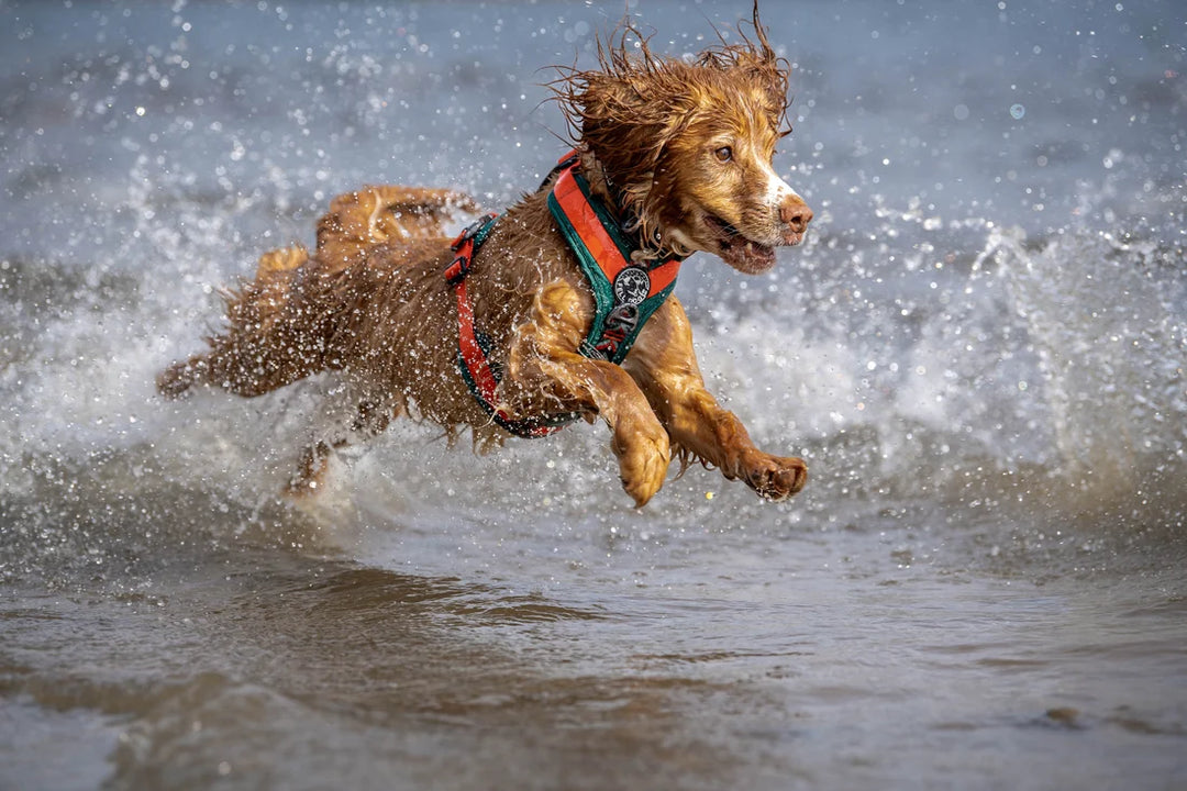 Fell Dog Nevis Harness (Forest & Red Tarn)