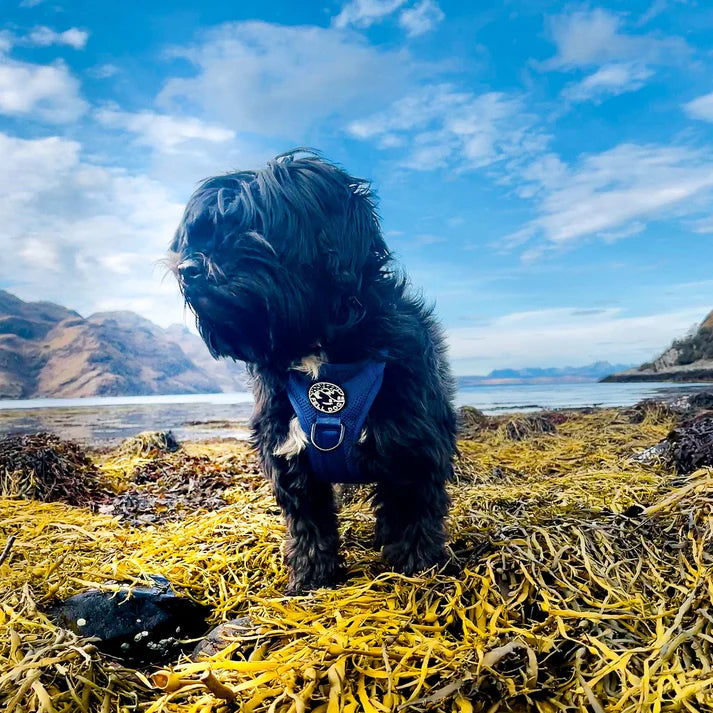 Fell Dog Helvellyn Harness