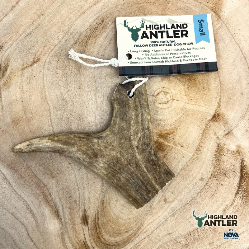 Fallow Deer Antler Small (under 75g)