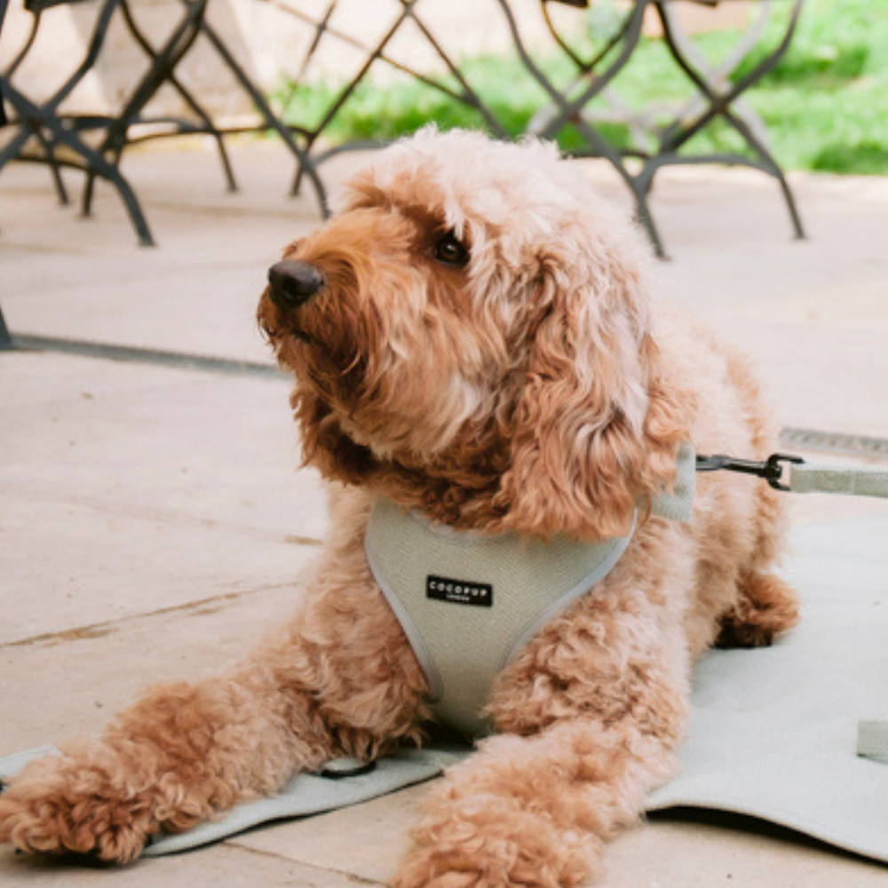 Sage Tweed Adjustable Neck Harness
