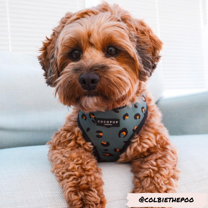 Cocopup Khaki Leopard Adjustable Neck Harness