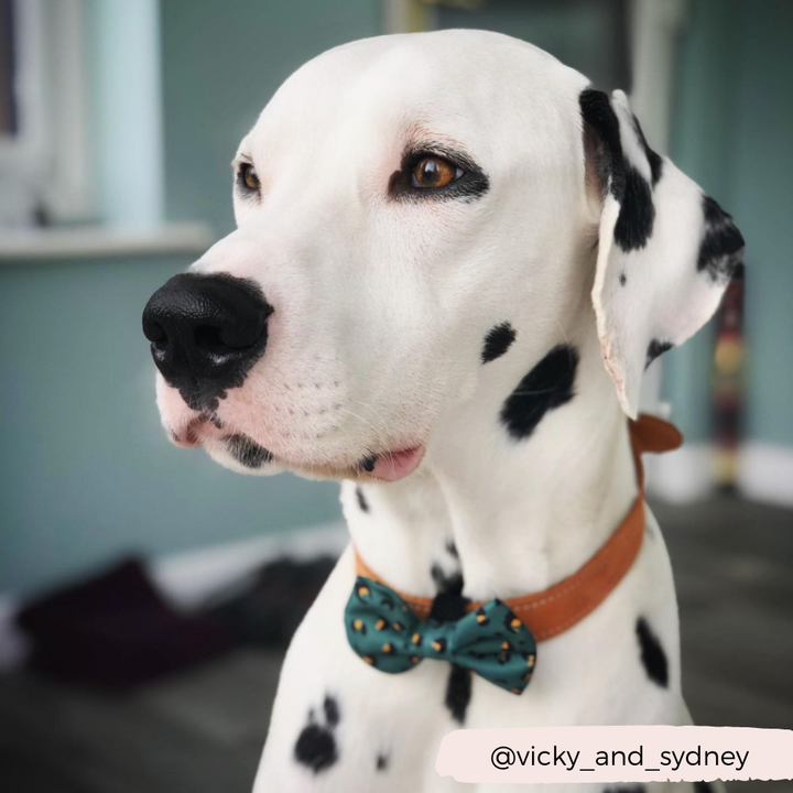 Cocopup Khaki Leopard Bow Tie