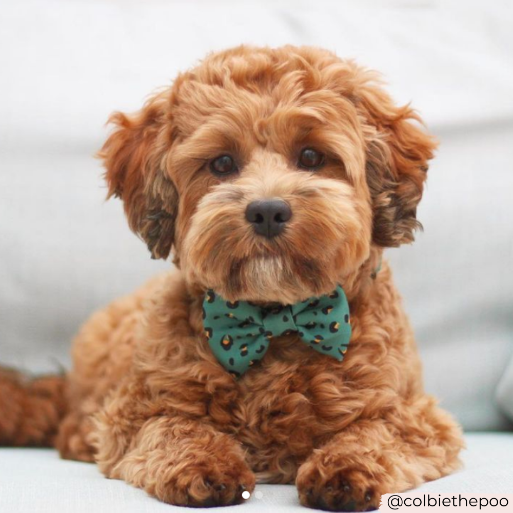 Cocopup Khaki Leopard Bow Tie