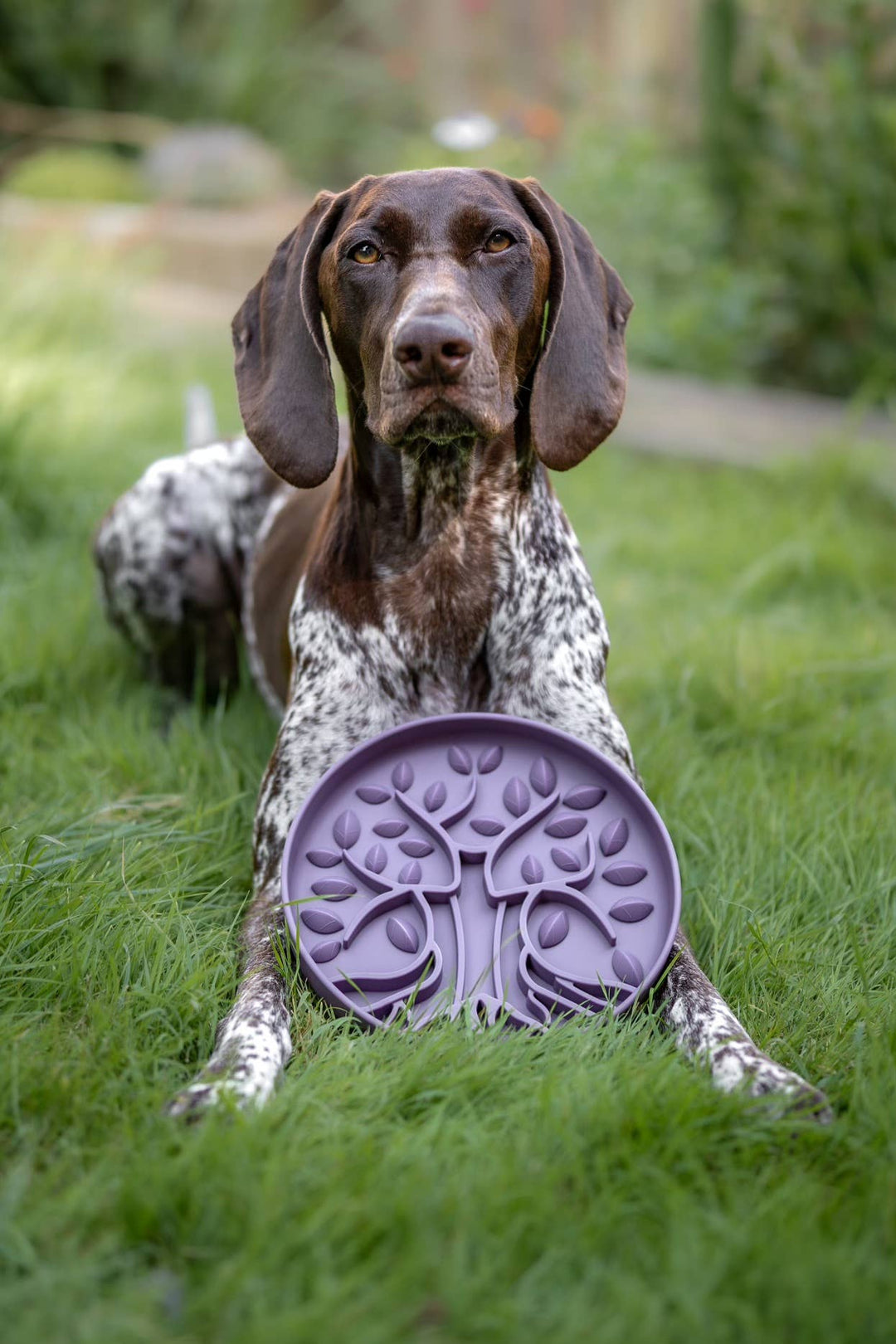 Bodhi & The Birchtree Slow Feeder Bowl | Damson