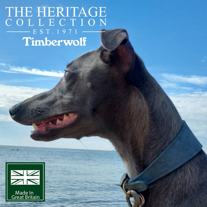 Timberwolf Hound Collar ( Size 34-43cm)